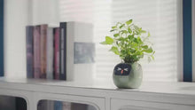 Load and play video in Gallery viewer, My Potted Pal™ - Smart Planter
